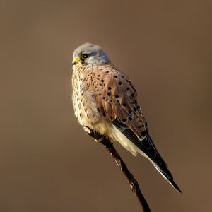 Faucon crécerelle