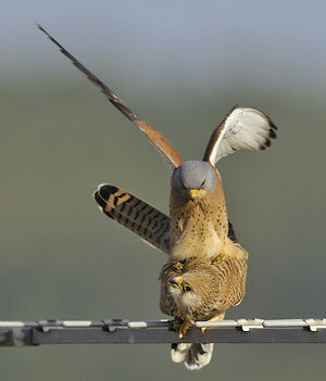 Faucon cr�cerellette 
&copy; Alain Chappuis