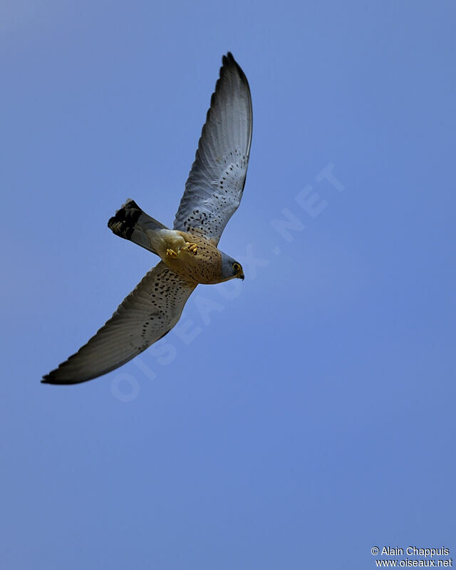 Lesser Kestrel male adult, identification, Flight, Behaviour