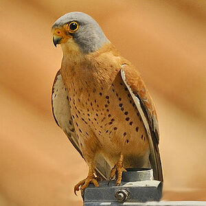 Faucon cr�cerellette 
&copy; Alain Chappuis