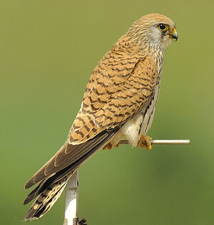 Faucon cr�cerellette 
&copy; Alain Chappuis