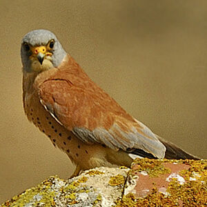 Faucon cr�cerellette 
&copy; Alain Chappuis