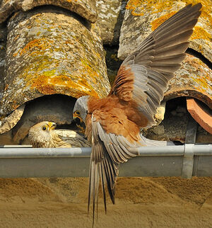 Faucon cr�cerellette 
&copy; Alain Chappuis
