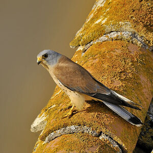 Faucon cr�cerellette 
&copy; Alain Chappuis