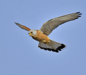 Faucon cr�cerellette 
&copy; Alain Chappuis