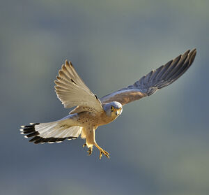 Faucon cr�cerellette 
&copy; Alain Chappuis