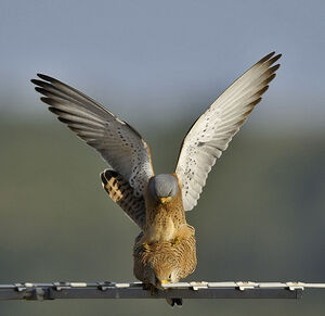 Faucon cr�cerellette 
&copy; Alain Chappuis