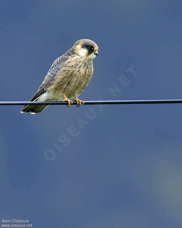 Red-footed Falcon female Second year, identification, Behaviour