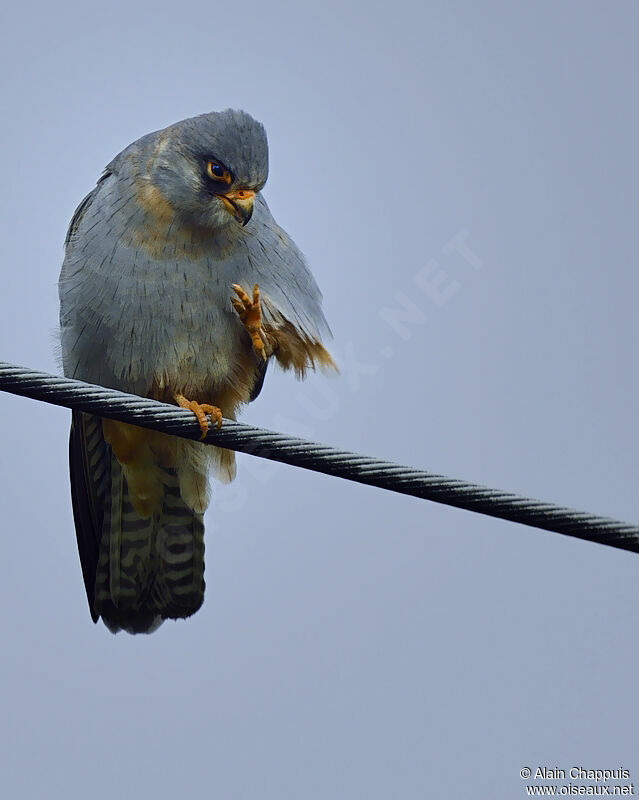 Red-footed Falcon male adult post breeding, identification, Behaviour