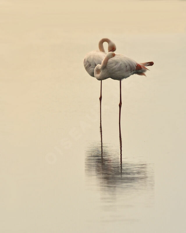 Flamant rose adulte nuptial, identification, Comportement