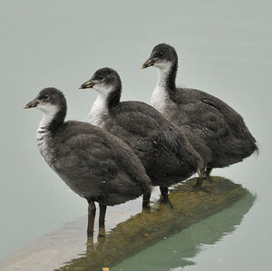 Eurasian Coot