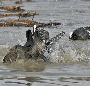Eurasian Coot