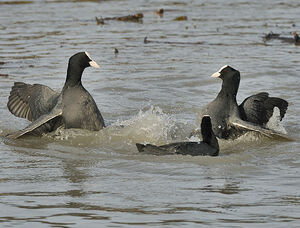 Eurasian Coot