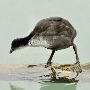 Eurasian Coot
