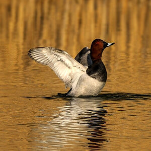 Common Pochard