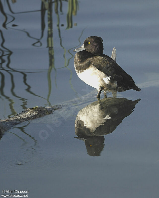 Tufted Duck male adult, identification