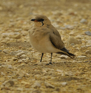 Collared Pratincole 
&copy; Alain Chappuis