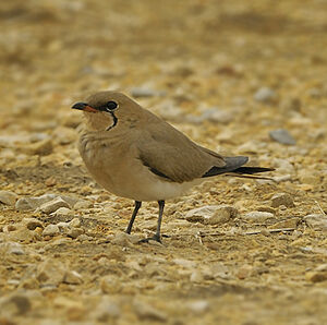 Collared Pratincole 
&copy; Alain Chappuis