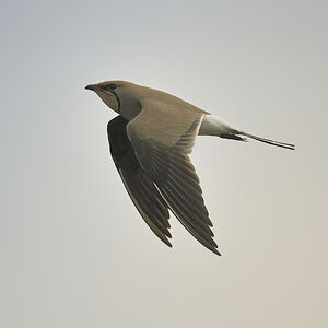 Collared Pratincole 
&copy; Alain Chappuis