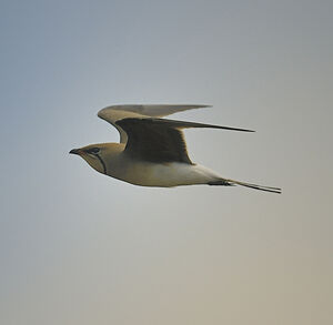 Collared Pratincole 
&copy; Alain Chappuis