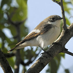 European Pied Flycatcher
