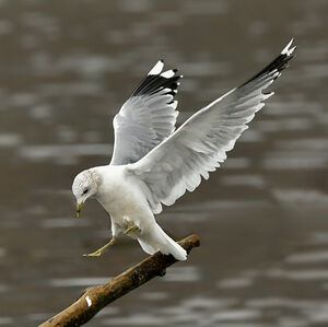 Go�land cendr� 
&copy; Alain Chappuis