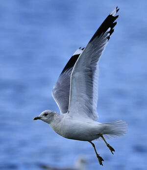Go�land cendr� 
&copy; Alain Chappuis