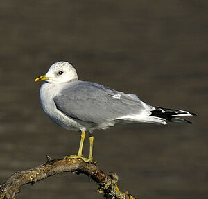 Go�land cendr� 
&copy; Alain Chappuis