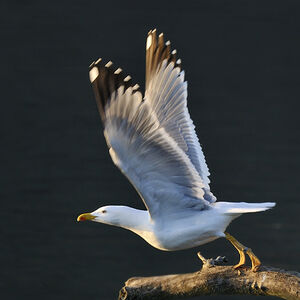 Go�land leucoph�e 
&copy; Alain Chappuis