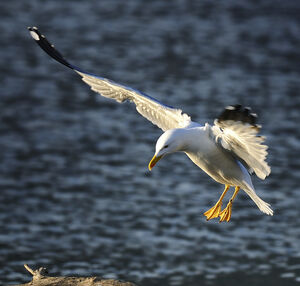Go�land leucoph�e 
&copy; Alain Chappuis
