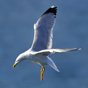 Go�land leucoph�e 
&copy; Alain Chappuis