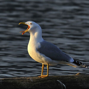 Go�land leucoph�e 
&copy; Alain Chappuis