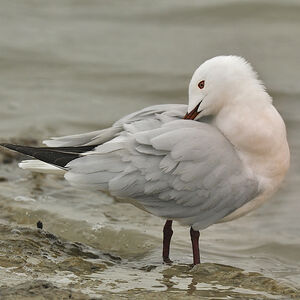 Slender-billed Gull