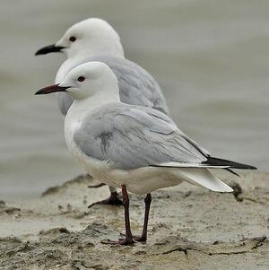 Slender-billed Gull