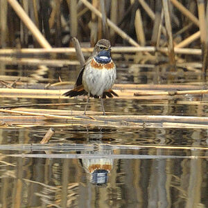 Bluethroat 
&copy; Alain Chappuis