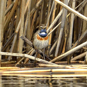 Bluethroat 
&copy; Alain Chappuis