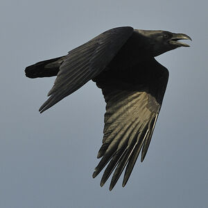 Grand Corbeau 
&copy; Alain Chappuis