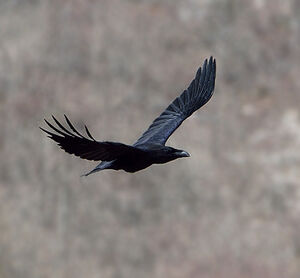 Grand Corbeau 
&copy; Alain Chappuis