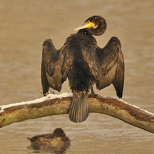 Great Cormorant 
&copy; Alain Chappuis