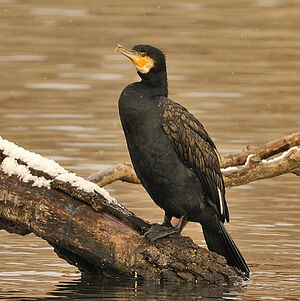 Great Cormorant 
&copy; Alain Chappuis
