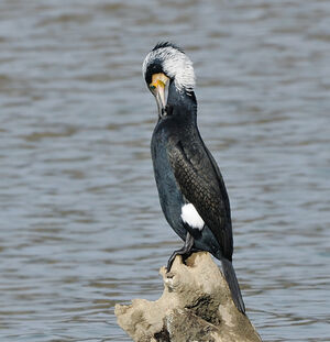 Great Cormorant 
&copy; Alain Chappuis