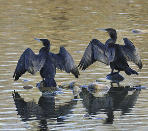 Great Cormorant 
&copy; Alain Chappuis