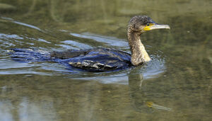 Great Cormorant 
&copy; Alain Chappuis
