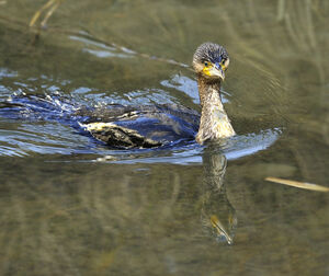 Great Cormorant 
&copy; Alain Chappuis