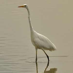 Grande Aigrette