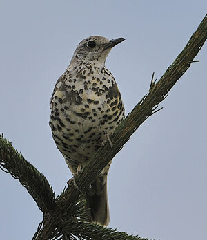 Grive draine 
&copy; Alain Chappuis