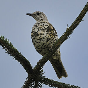Grive draine 
&copy; Alain Chappuis