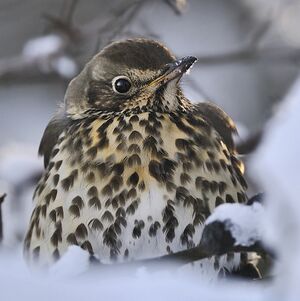 Song Thrush
