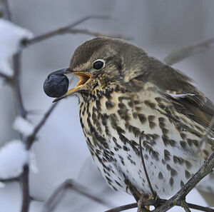 Song Thrush