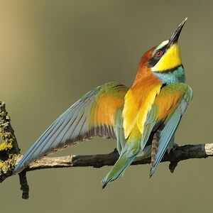 European Bee-eater 
&copy; Alain Chappuis